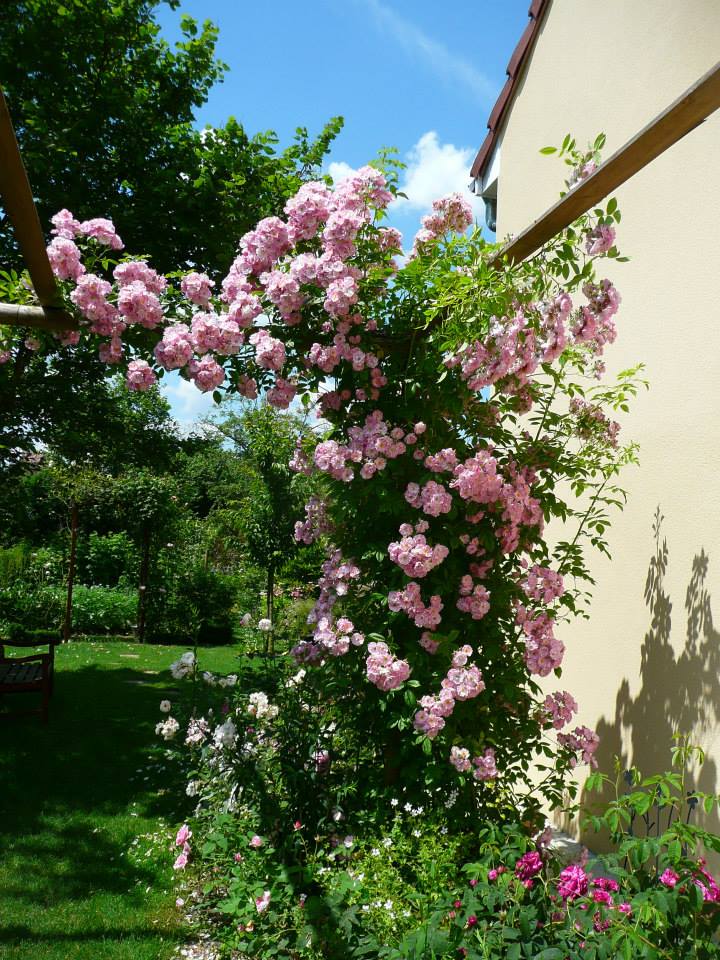 Apple blossom (Burbank - 1932) 10444011