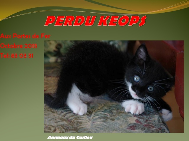 PERDU KEOPS chaton noir et blanc aux Portes de Fer, octobre 2013 20131036