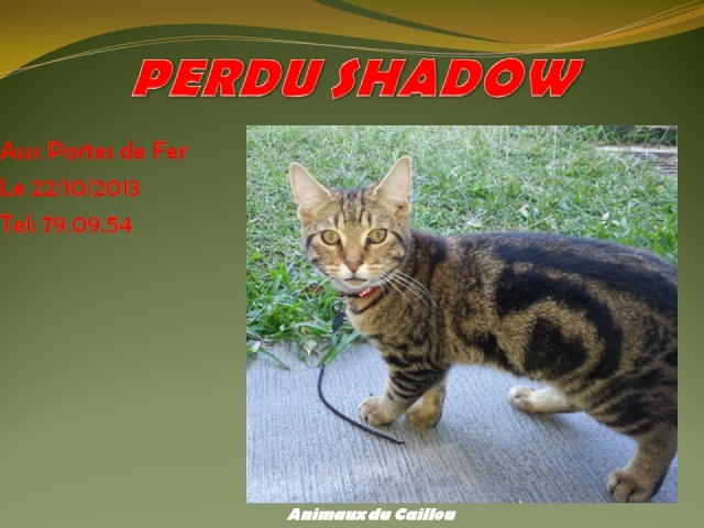 PERDU SHADOW chat tigré, collier rouge aux Portes de Fer dans la nuit du 22 au 23/10/2013 20131060