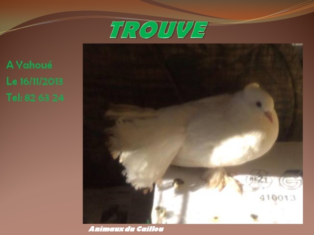 TROUVE pigeon blanc à Yahoué le 15/11/2013 20131136