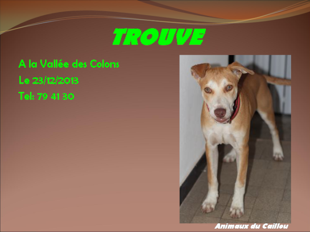 TROUVE jeune chien beige et blanc, collier rouge à la Vallée des Colons le 23/12/2013 20131217