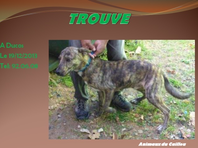 TROUVE jeune chien bringé, collier vert ou bleu à Ducos le 19/12/2013 20131283