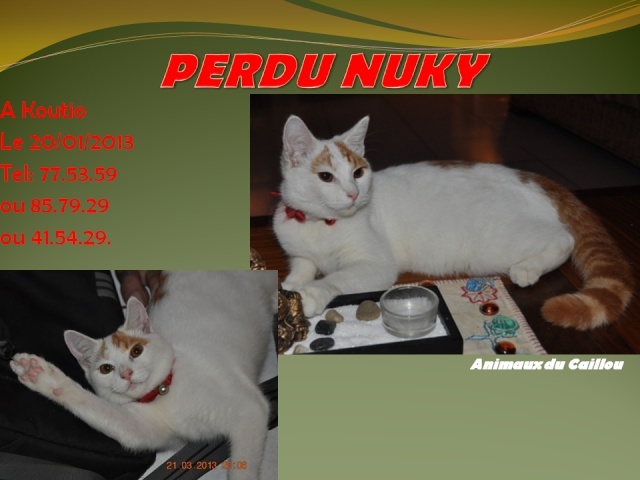 PERDU NUKY chat blanc et roux, collier rouge avec clochette au 7° km le 20/01/2014 20140103