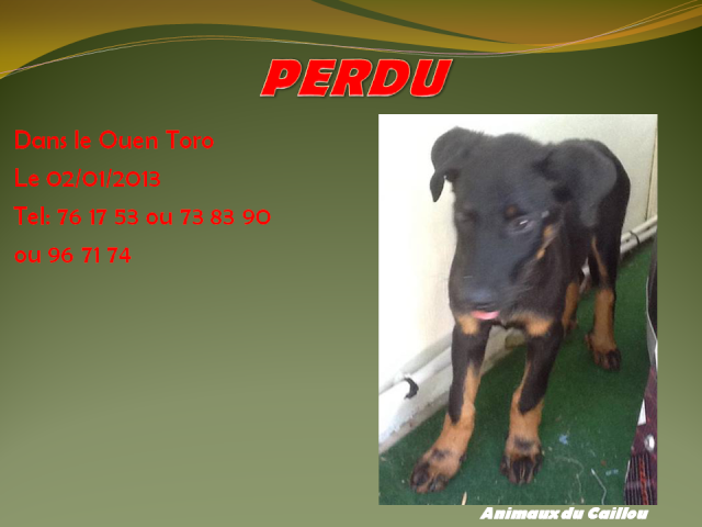 beauceron - PERDU chiot beauceron de 3 mois, collier jaune fluo dans le Ouen Toro le 02/01/2013 20140110