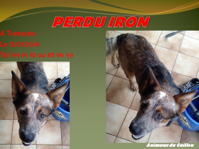 tontouta - PERDU IRON croisé chien rouge, chien bleu à Tontouta le 12/01/2014 20140151