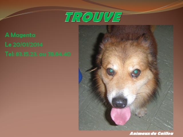 TROUVE petit chien marron poils longs, collier chaîne à Magenta le 20/01/2014 20140170