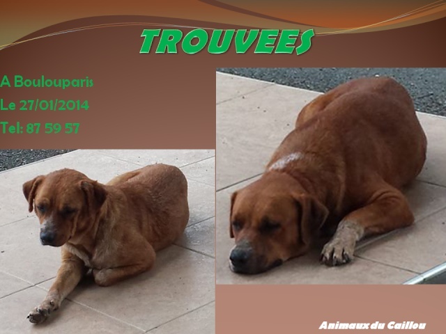 TROUVEES deux chiennes marron à Boulouparis le 27/01/2014 20140192