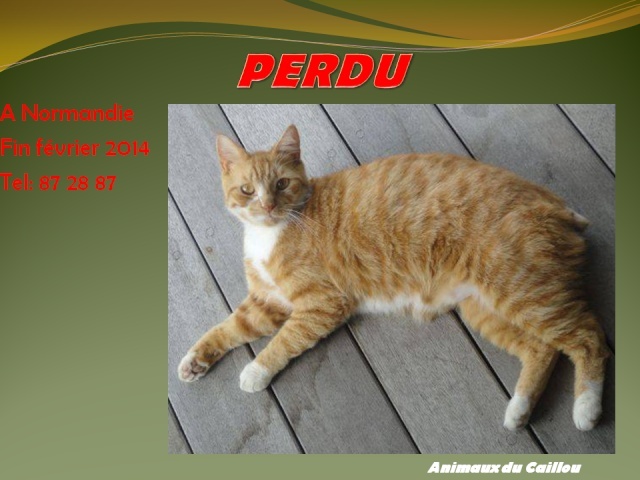 ROUX - PERDU chat roux, queue coupée, castré à Normandie fin février 2014 20140261