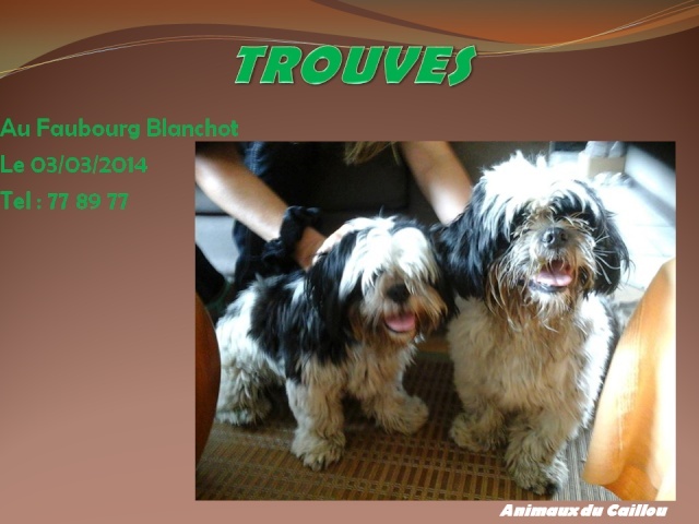 TROUVES deux petits chiens noirs et blancs poils longs au Faubourg Blanchot le 03/03/2014 20140311