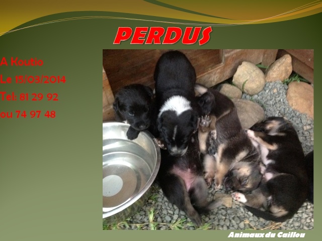 berger - PERDUS 4 chiots berger de 1 mois et demi à Koutio le 15/03/2014 20140333