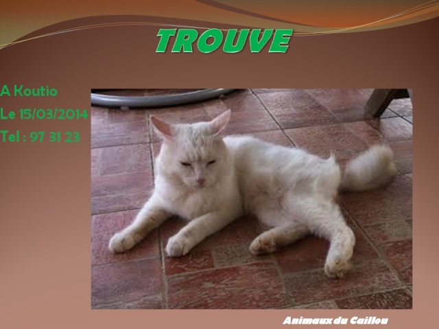 TROUVE jeune chat blanc queue roux clair, poils longs le 15/03/2014 20140339