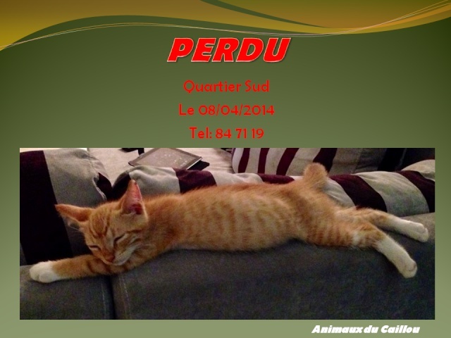 PERDU chaton tigré roux de 3 mois quartier Sud le 08/04/2014 20140437