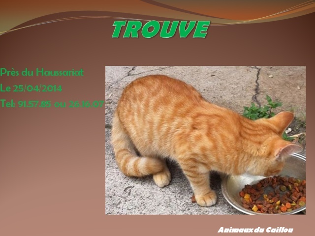 ROUX - TROUVE chat tigré roux en ville le 25/04/2014 20140466