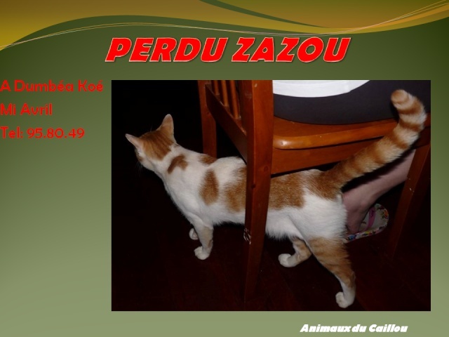 PERDU ZAZOU chat blanc et marron à Dumbéa Koé mi avril 2014 20140485