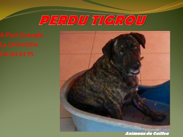 PERDU TIGROU chien bringé à Port Ouenghi le 23/04/2014 20140486