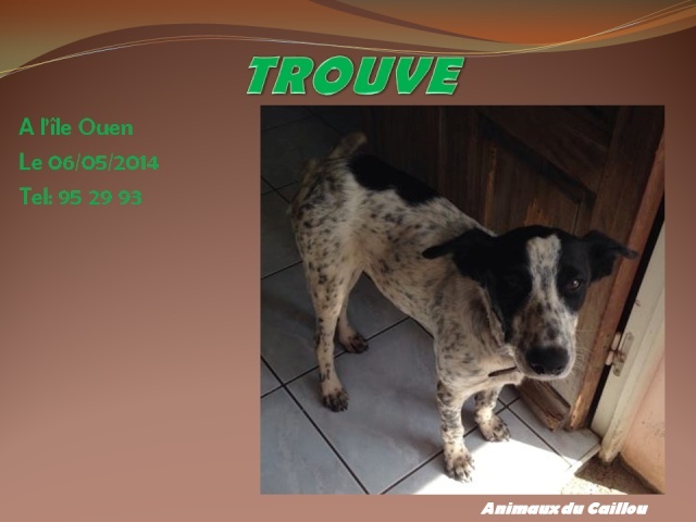 TROUVE croisé chien bleu à l'île Ouen le 06/05/2014 20140524