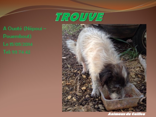 TROUVE chien poils longs blanc (tête marron) vers Népoui le 15/05/2014 20140547
