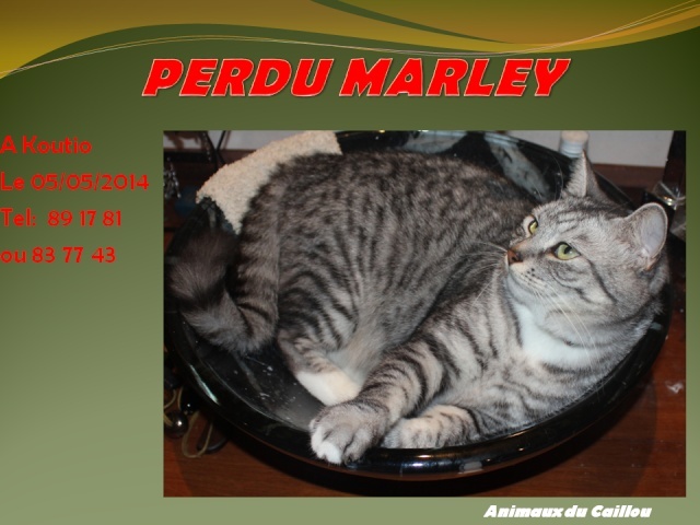 PERDU MARLEY chat tigré gris à Koutio le 05/05/2014 20140550