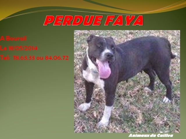 PERDUE FAYA pitt bull noire et blanche à Bourail le 18/05/2014 20140552