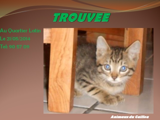 chaton - TROUVEE chaton femelle gris tigré au Quartier Latin le 21/05/2014 20140563