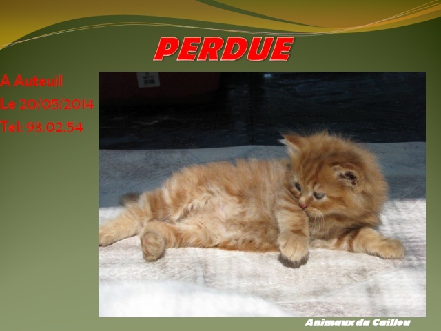 ROUX - PERDUE chaton mâle tigré roux poils longs à Auteuil le 20/05/2014 20140567