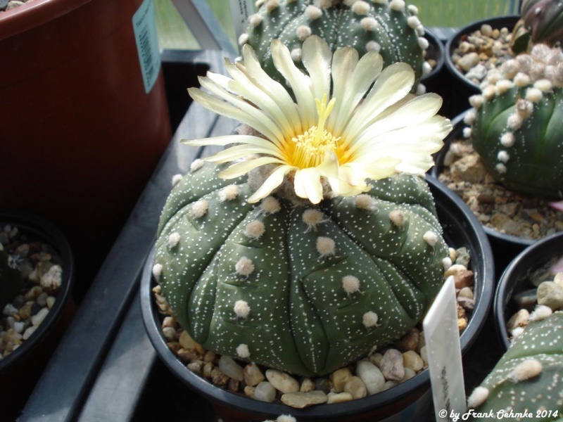 Blüten in Ostfriesland 2014 - Seite 2 Astrop29