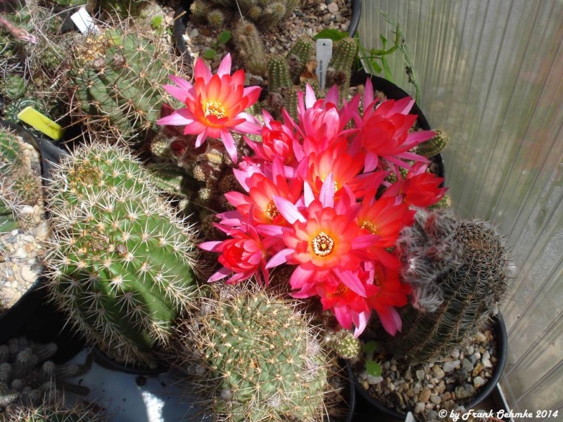 Blüten in Ostfriesland 2014 - Seite 6 Chamae27