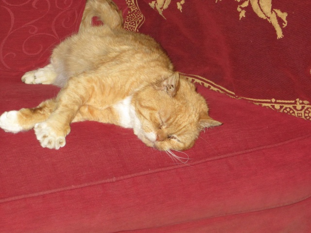 Karadoc, bon gros chat roux et blanc, né en 2009 Img_0611