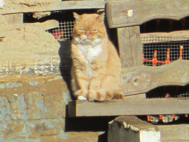 Karadoc, bon gros chat roux et blanc, né en 2009 Kara110