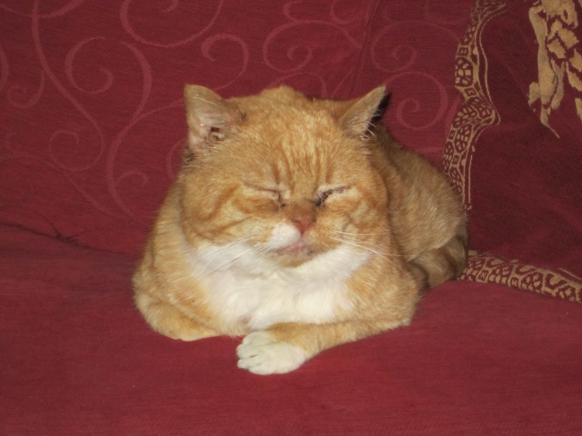 Karadoc, bon gros chat roux et blanc, né en 2009 Kara210