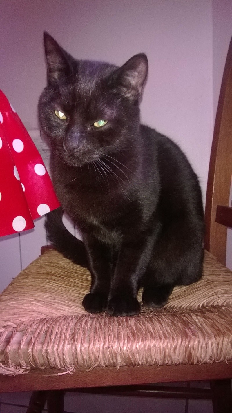 Cosmo, chaton noir, né début avril 2013 Wp_20117