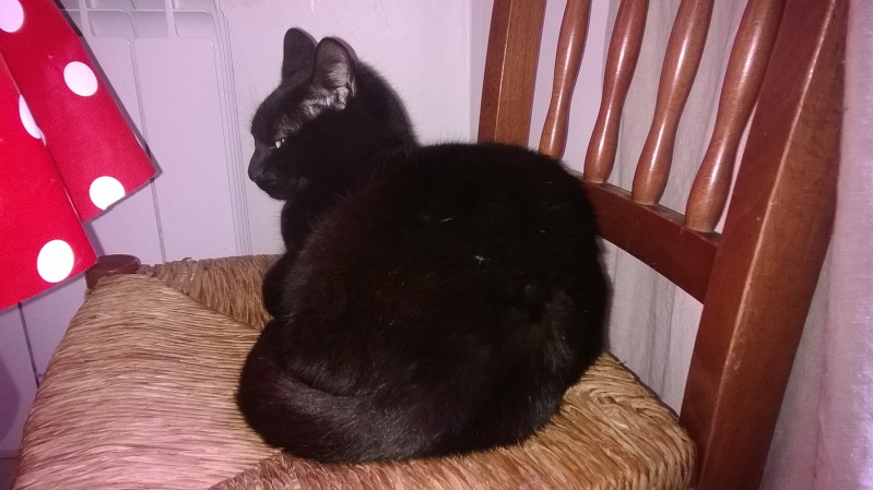 Cosmo, chaton noir, né début avril 2013 Wp_20119