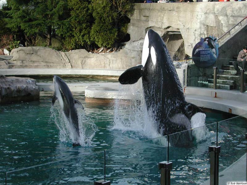 [Présentation/Parc] Vancouver Aquarium Bjossa10