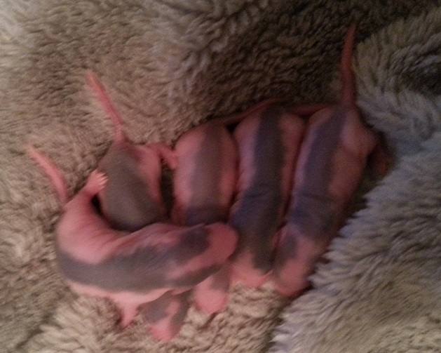 bébés ratons husky à reserver 20131226