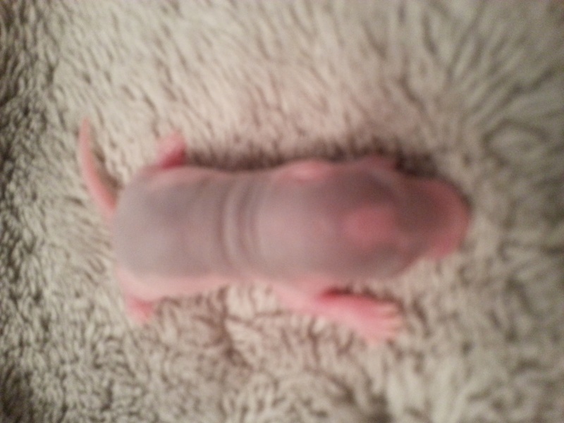bébés ratons husky à reserver 20131232