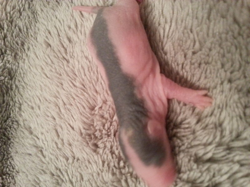 bébés ratons husky à reserver 20131233