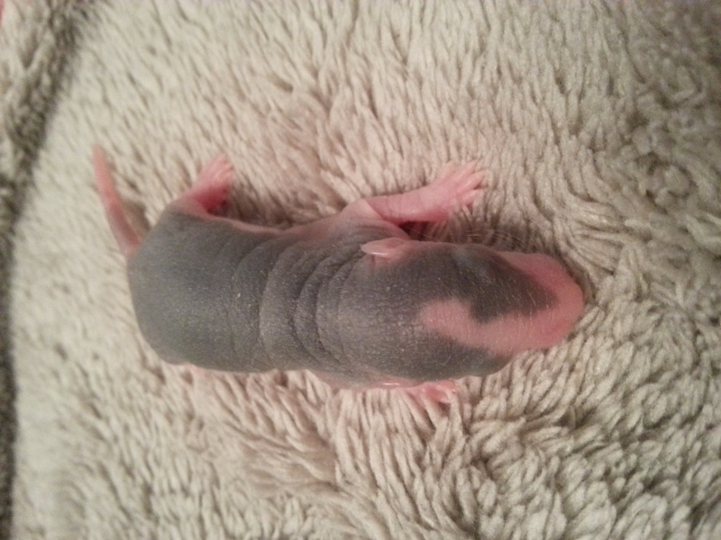 bébés ratons husky à reserver 20131237