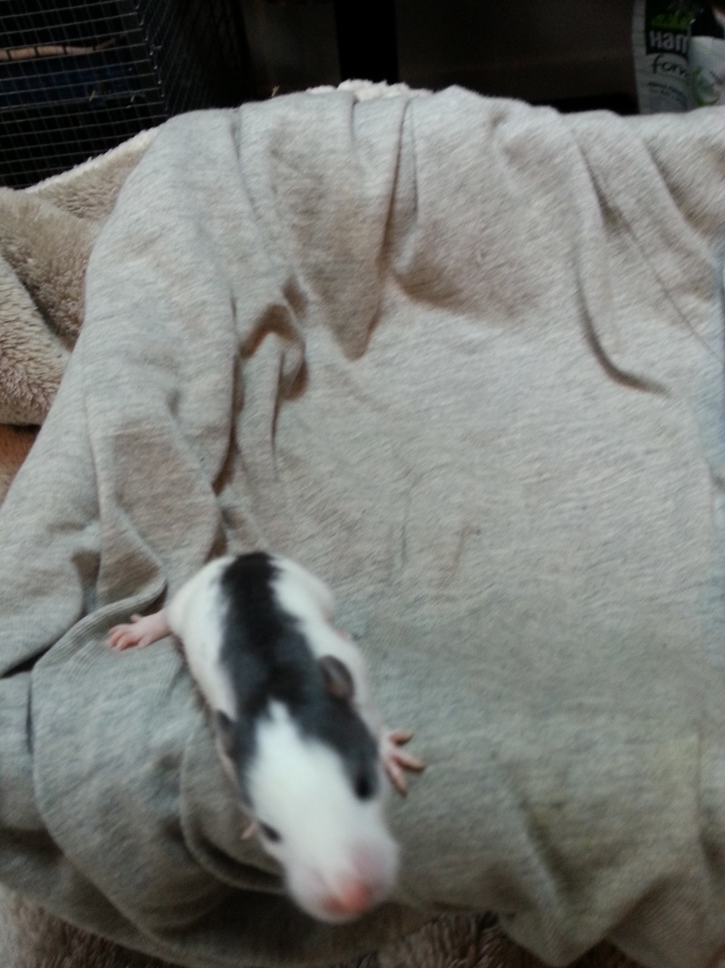 bébés ratons husky à reserver 20131246