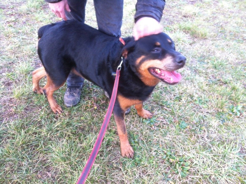 BAHIA, femelle rottweiler stérilisée, née en janiver 2006.Refuge SPA Amance - Page 3 00711