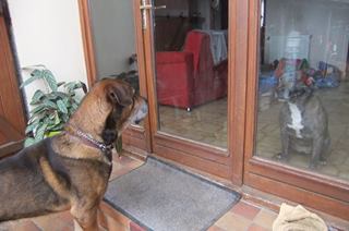 Corso, magnifique cane corso, né en 2007, SLPA Amance 19592710