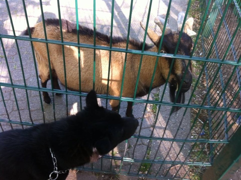 Hélia, adorable croisée Chow-Chow née en 2012 SLPA Amance  Halia022