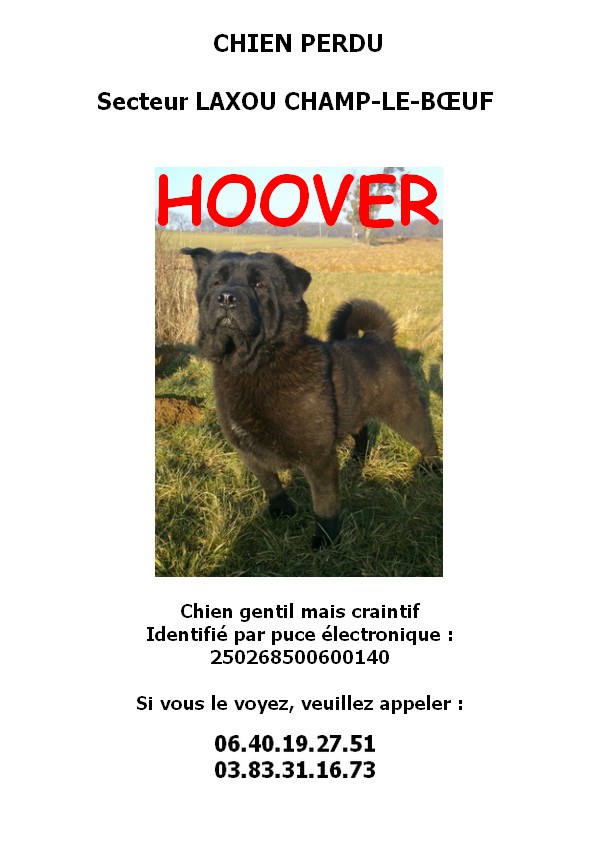 [PERDU]Hoover, adorable croisé Chow-Chow né en 2012 SLPA Amance Hoover13