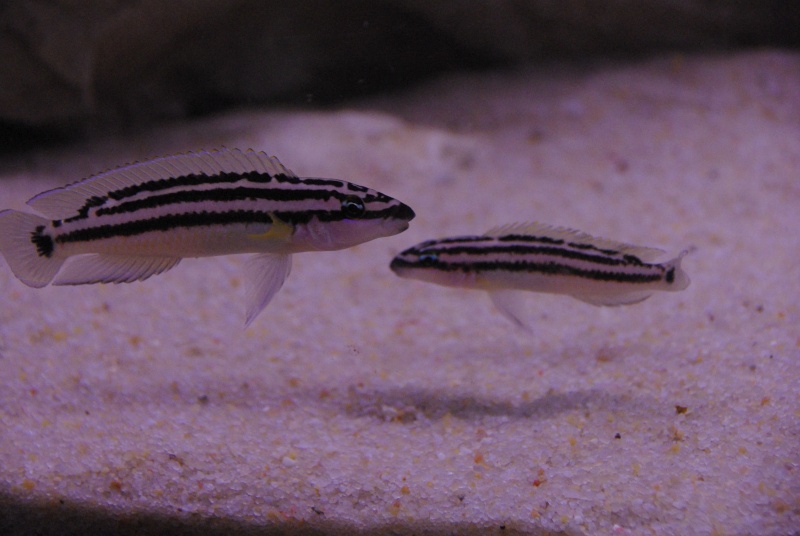 240L / Tanganyika : Multifasciatus + Julidochromis  - Page 8 Imgp6528