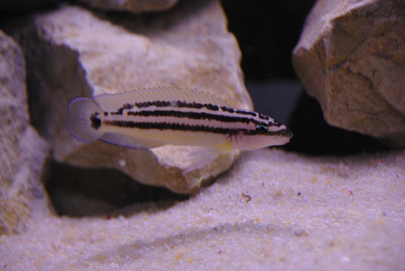 240L / Tanganyika : Multifasciatus + Julidochromis  - Page 10 Imgp6615