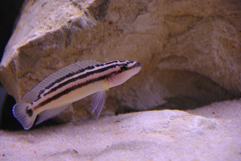 240L / Tanganyika : Multifasciatus + Julidochromis  - Page 10 Imgp6618