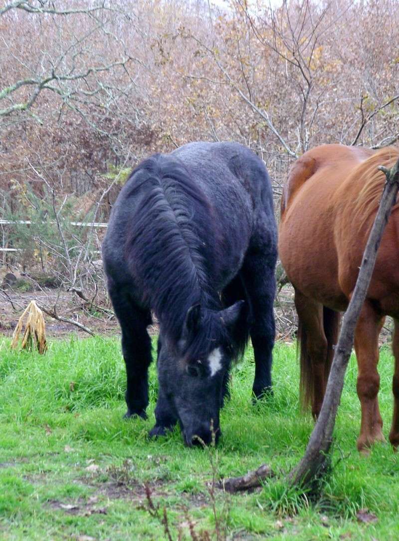 MELODIE DE LA NOTTE et CESAR, percherons et Charlotte33  (Mars 2012) - Page 39 Snb12213