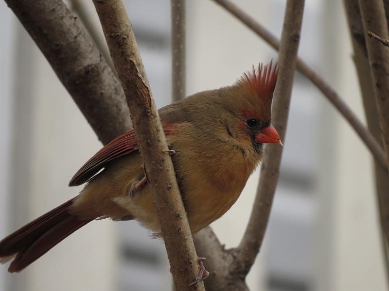 Femelle cardinal Cr_2_r10