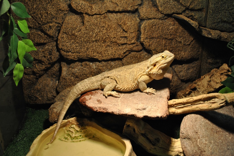 Mon pogona: Kiwi :) Dsc_0010