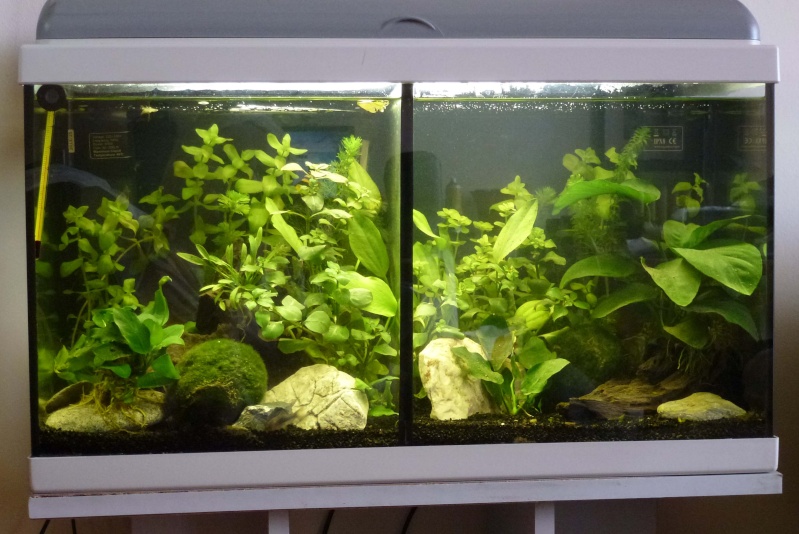 Problème de reflet dans mon 60 l , comment résoudre ce pb ??? Auqua_10