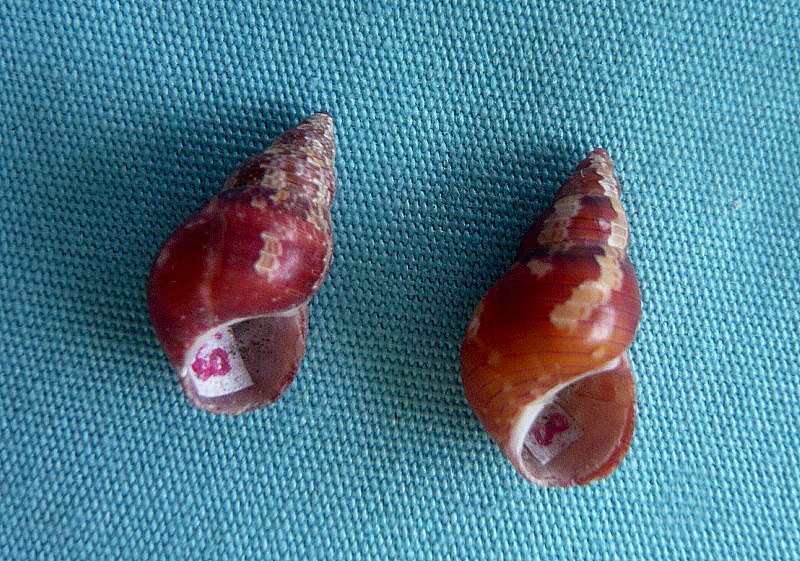 Phasianella solida (Born, 1778) 0023310